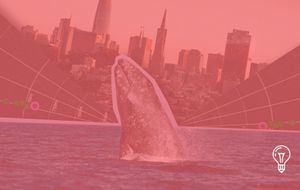 WhaleSpotter