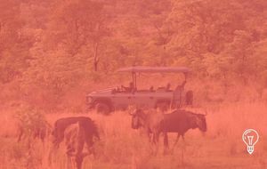Thula: The Sound of an Electric Safari