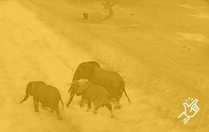 Thermal Drones: Tracking Elephants at Night in Kenya