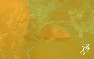 Community Hydrophones: Listening for an Endangered Grouper in Mexico