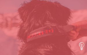 Uncharted Supply: A Dog Collar as a First Aid Kit