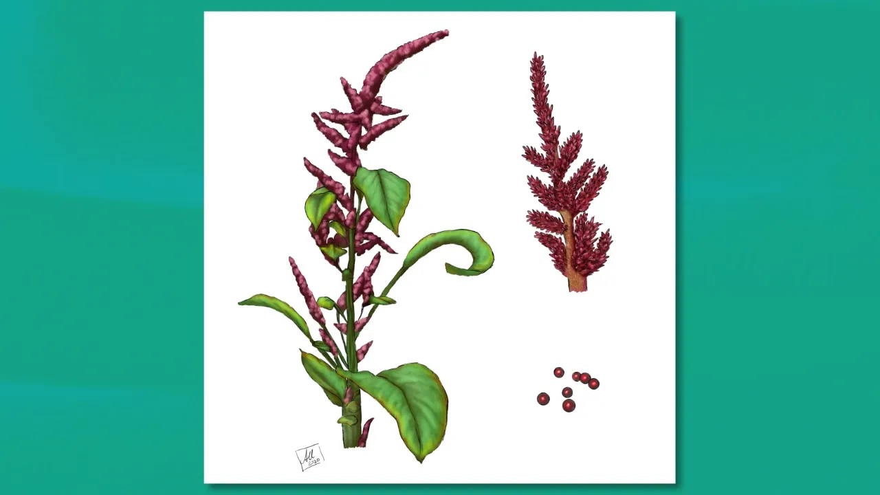 8 Life-Saving Magic Plants Every Adventurer Should Know