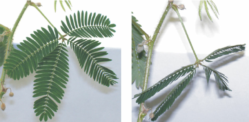 Hold Me When I’m Dying — Early Exploration in Holding and Listening