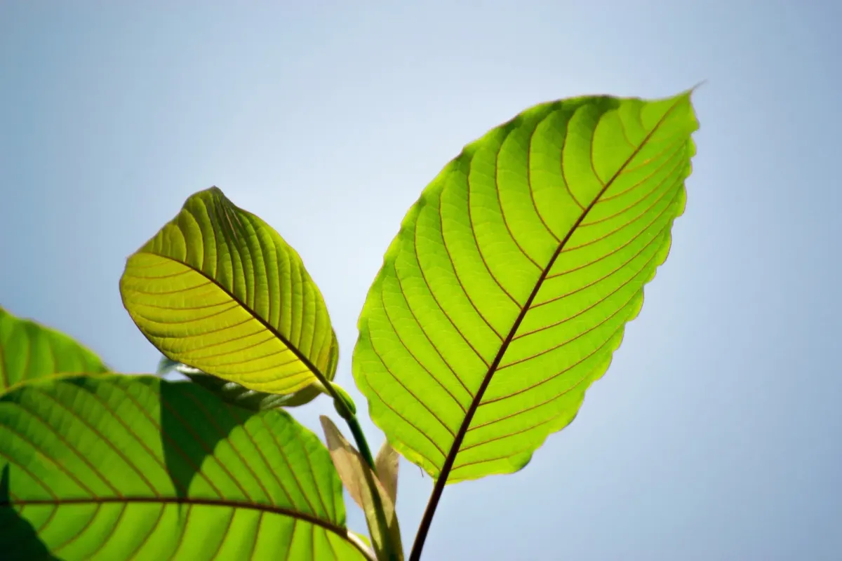 Kratom In the Chart