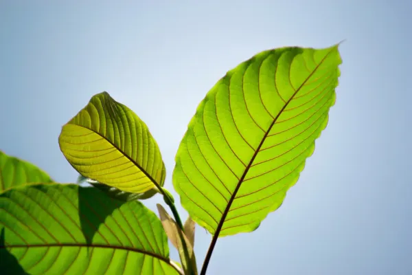 Kratom In the Chart