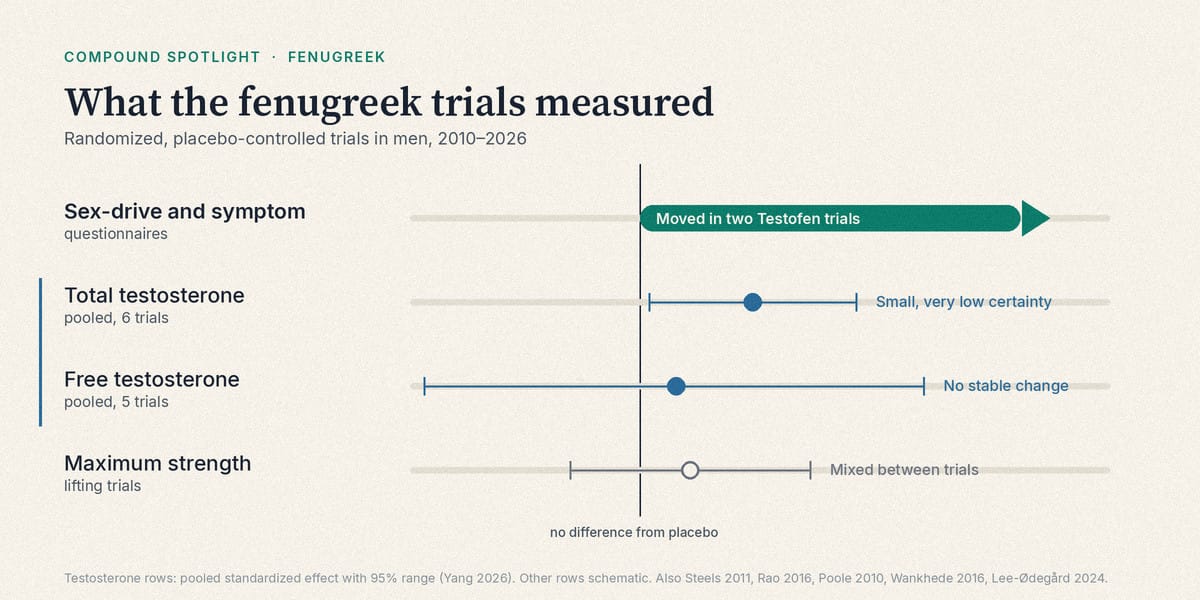 What the fenugreek trials measured: sex-drive questionnaires moved in two branded-extract trials, while pooled testosterone results were small or unstable and very low certainty.
