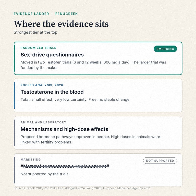 Evidence ladder for fenugreek: randomized trials on sex-drive questionnaires at the top, marked EMERGING in teal; a 2026 pooled analysis showing a small, very low certainty effect on total testosterone and no stable change in free testosterone; animal and laboratory findings; and the marketing claim of natural testosterone replacement, struck through as not supported.