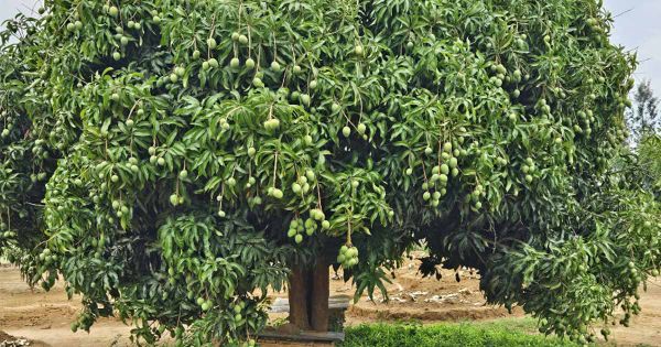 Mangoes of India