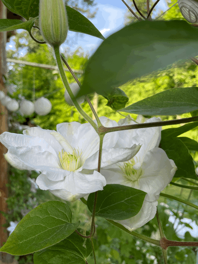 Bade in seiner Gnade