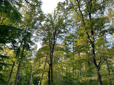 3 Gründe, warum der Wald dein guter Freund sein sollte