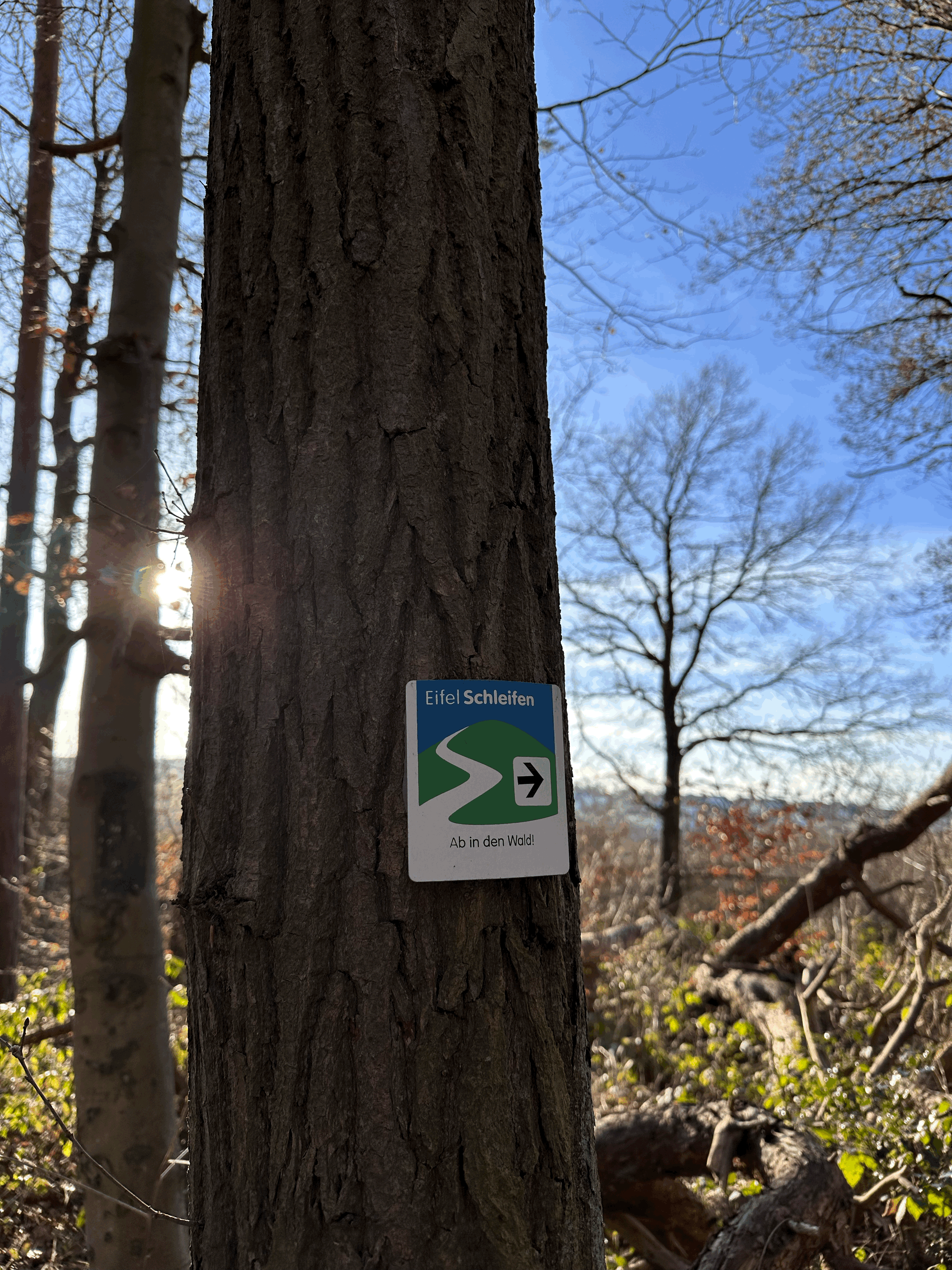 ab in den Wald