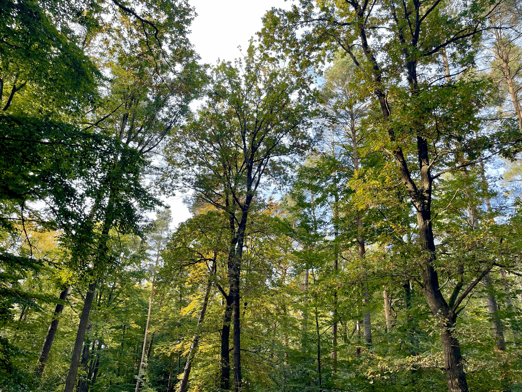 3 Gründe, warum der Wald dein guter Freund sein sollte