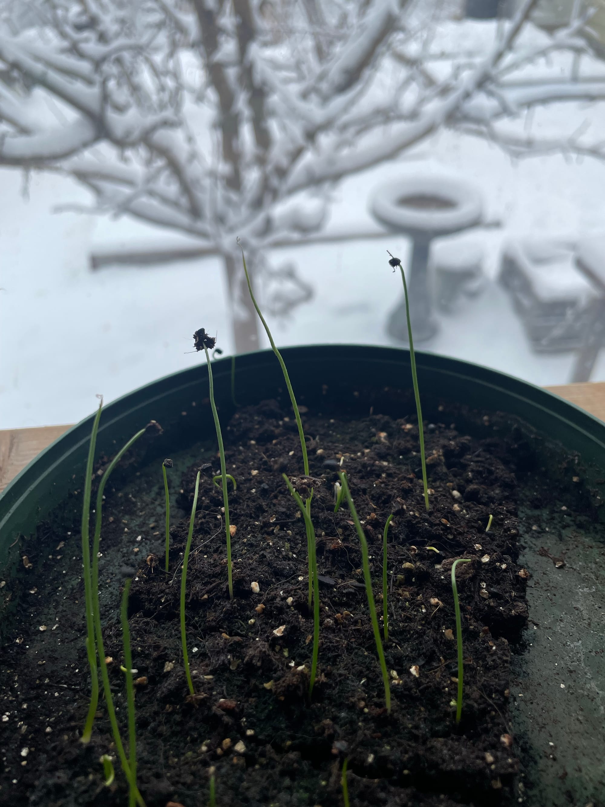 Onion seedlings about 2 inches high in the foreground with a blurry snowy view of the bird bath and apple tree out the window.