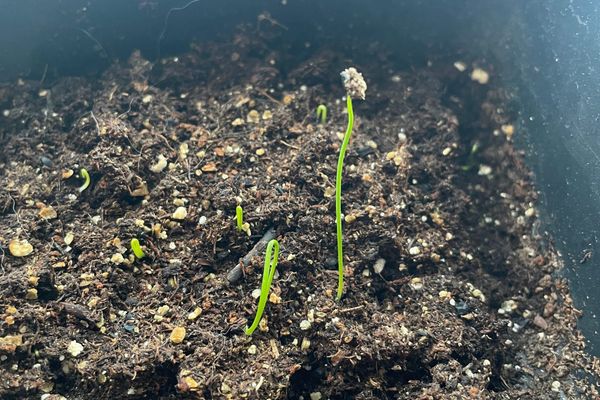 Close up of onion seedlings poking up some half bent and one with soil and seed shell on its top.