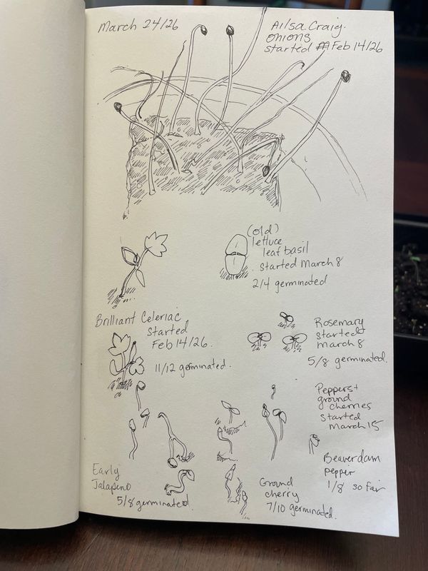Ink sketches of seedling of onion, celeriac, herbs, peppers and ground cherries