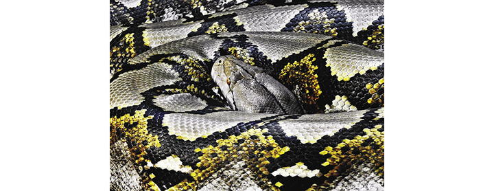 Mix Low-Code Node-RED with Python