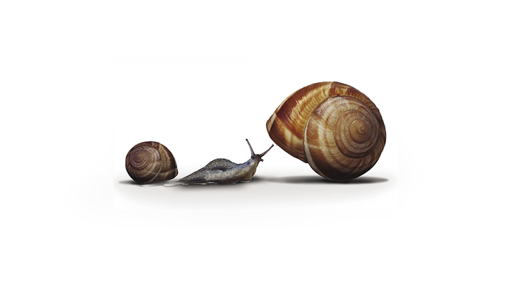 Snail moving from small to large shell