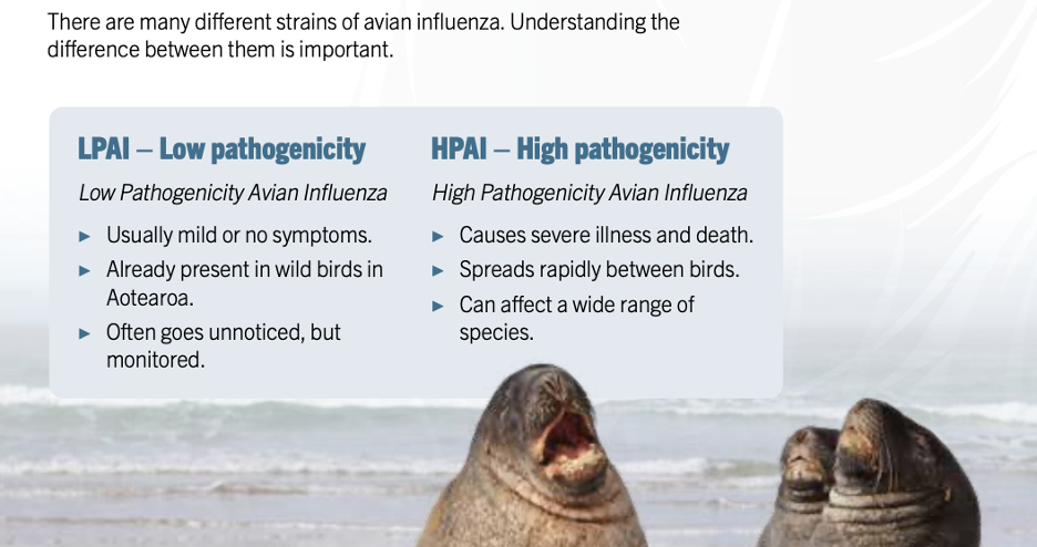 A slide from the Government guidelines listing the key differences between Low and High Path Avian Influenza, against a marine background and kekeno in the foreground. 