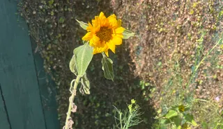 What would happen if you were truly free?