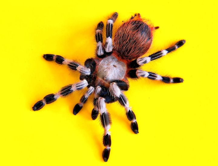 Not all fears are created equal: The brain's response to spiders (and other fear triggers)