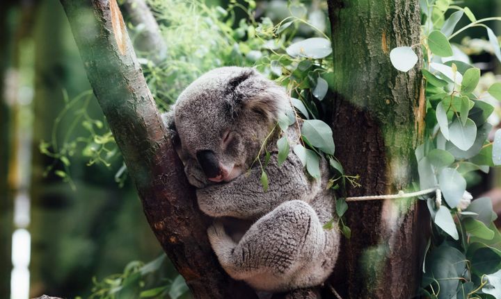 Theme Food III: Short-term fasting doesn’t hurt brain power