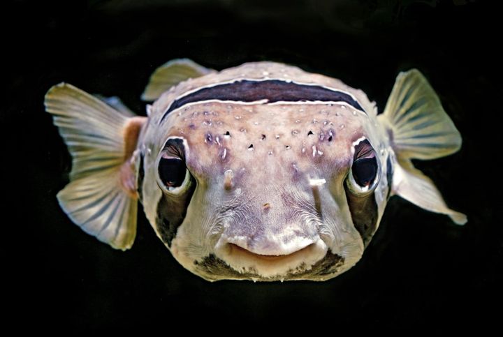 Dominance: How social rank affect brain health - a fishy study