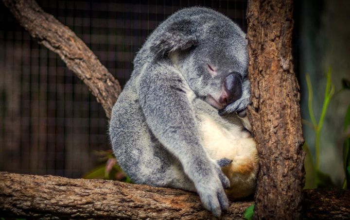 Sleeping too long increases biomarkers for neurological disorders