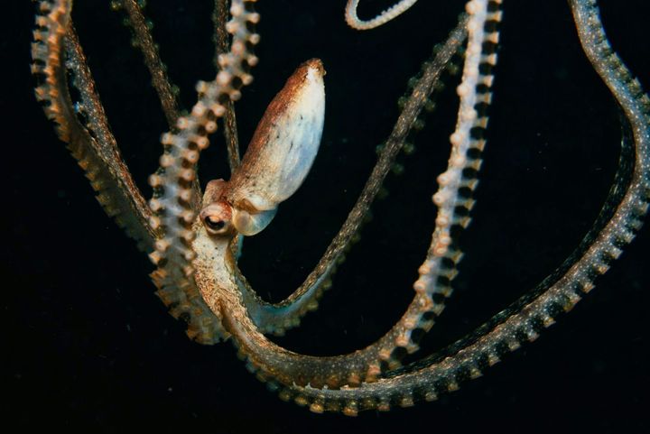 Sucker for neuroscience. Eight arms, one brain: How do they manage?