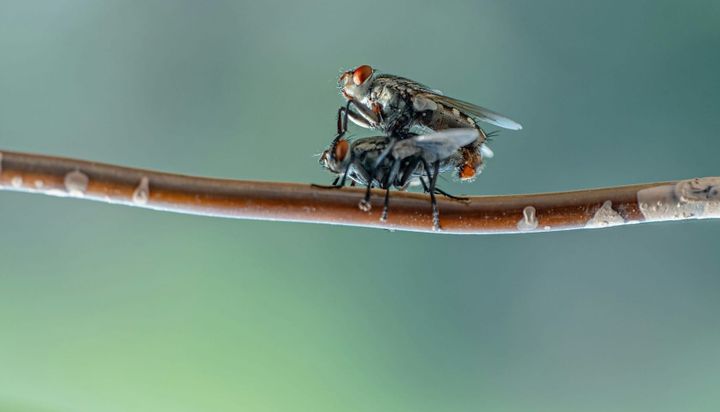 The evolution of love: How courtship circuits in the brain turn into real life romance