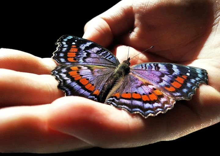 The brain loves color - but different ones