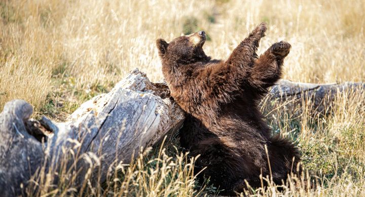 How on earth is the brain involved in itching?