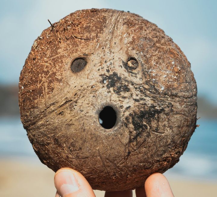 Beneath the palm trees: Why your next coconut could be a headache