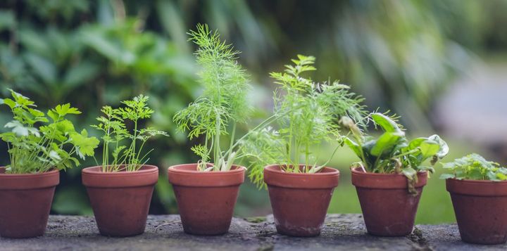 Ayurveda and brain health. Are herbs our natural allies against inflammation?