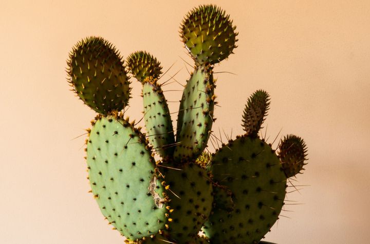 Pain relief without addiction? Meet Suzetrigine (JOURNAVX), the next-gen painkiller