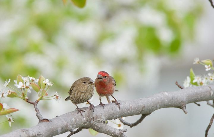 How our brains gamble on love: Choosing a partner