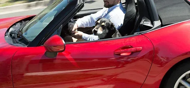 Pet-Friendly Road-Trip Tips & Mods in a Miata
