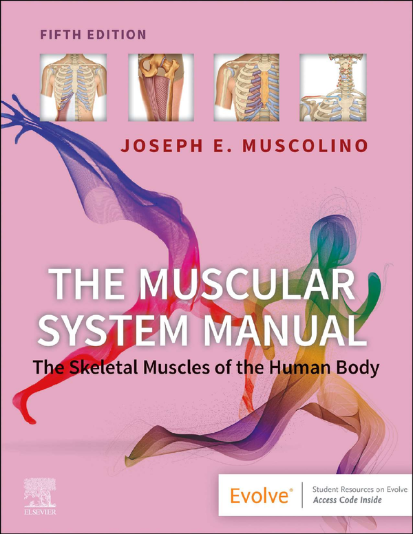 eBook EPUB PDF The Muscular System Manual Skeletal Muscles of the Human Body 5th Edition By Joseph Muscolino