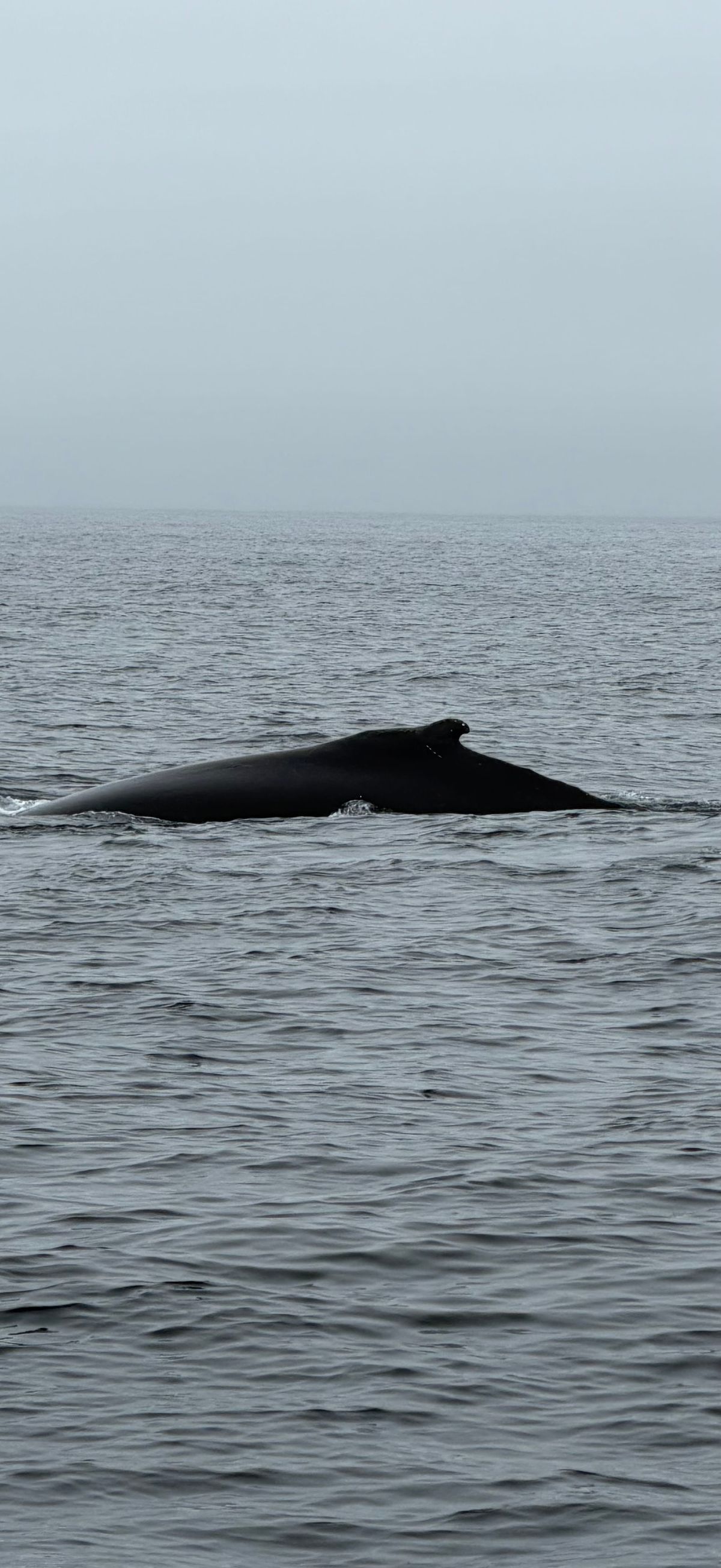 St. Anthony - Whales and Icebergs