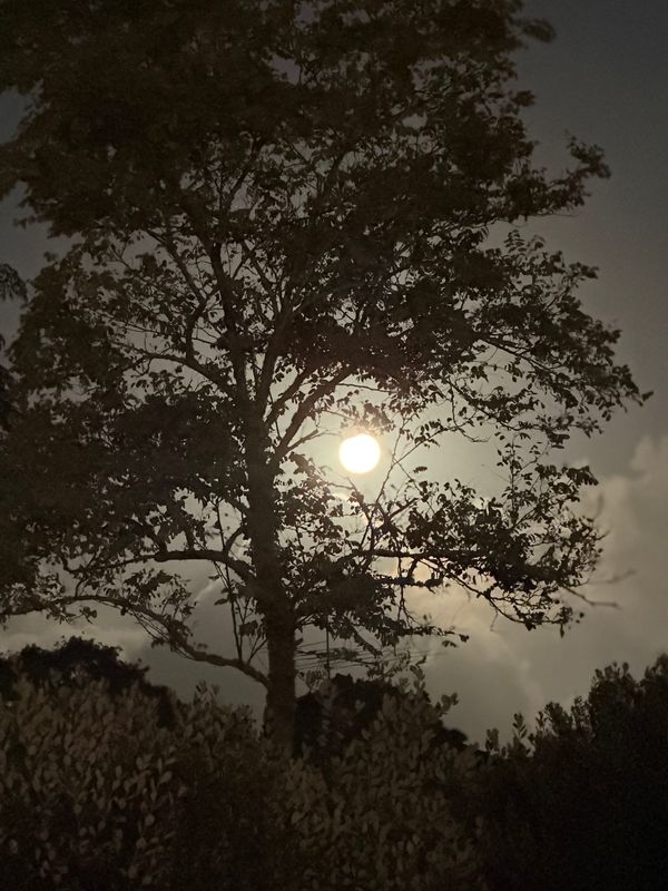 Auckland - The Beginning