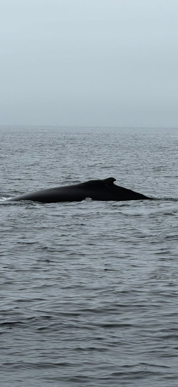 St. Anthony - Whales and Icebergs