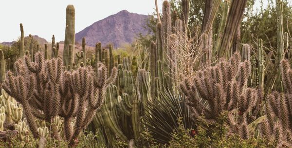 Desert Botanical Garden Marks Final Days of Spring Bloom Season With Weekend Events