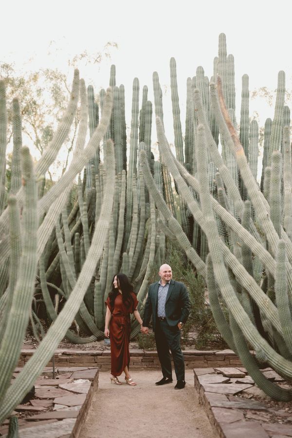 of a young saguaro cactus wrapped in green shade cloth, surrounded by desert soil and small shrubs, bright midday desert ligh