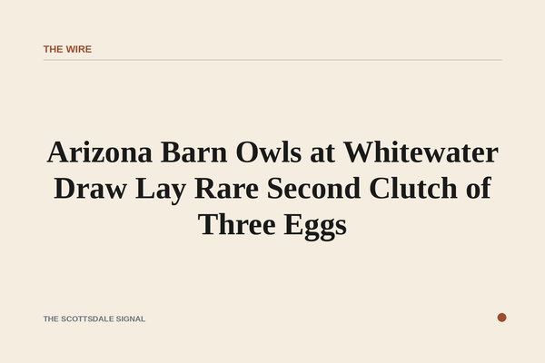 of three speckled eggs resting in a dry straw nest inside a wooden nest box, warm desert light filtering through a small open
