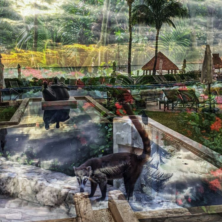 Pissing on Sea Turtles