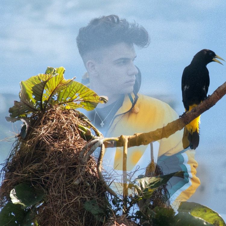 Perhaps I'll Be A Bird One Day