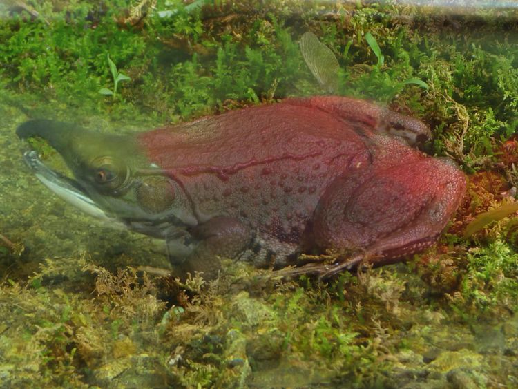 The Feminist's Salmon