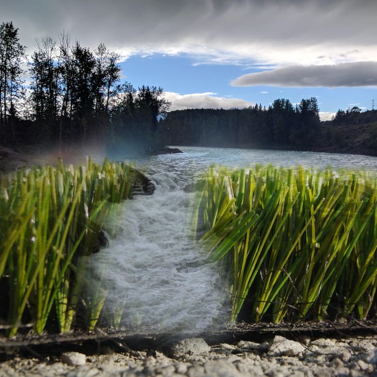 Cherry-Scented Ghosts