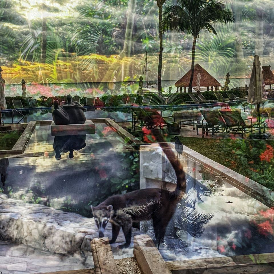 Pissing on Sea Turtles