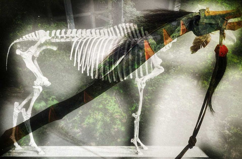 Are We Wrong About the American Horse?