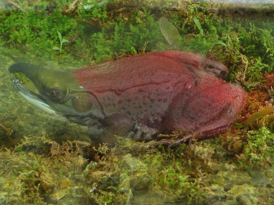 The Feminist's Salmon